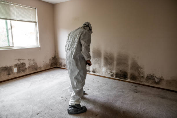 Mold Documentation for Insurance Claims in Brook Park, OH